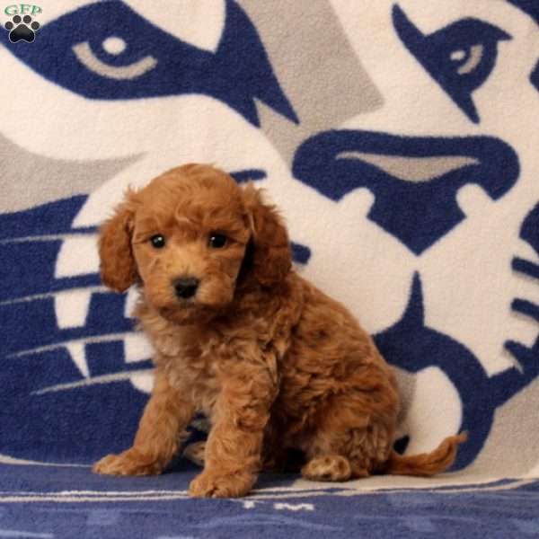 Roxie, Mini Goldendoodle Puppy